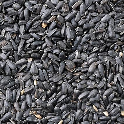 Johnston & Jeff Black Oil Sunflower seeds