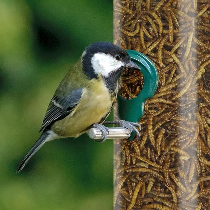 Premium Dried Mealworms for Wild Birds – 100% Natural, Protein-Rich Treat – High-Energy Feed with Edible Oils – Ideal for Blue Tits, Robins & More