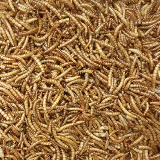 Premium Dried Mealworms for Wild Birds – 100% Natural, Protein-Rich Treat – High-Energy Feed with Edible Oils – Ideal for Blue Tits, Robins & More