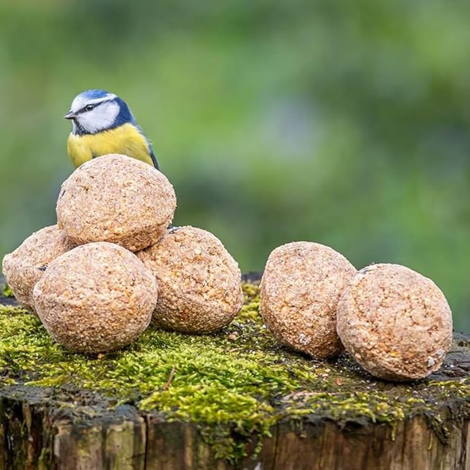 Premium Fat Balls for Wild Birds – High Energy & Protein Feed | Garden Bird Food | All-Season Fat Balls for Robins, Finches, Blackbirds | Fresh & Nutritious
