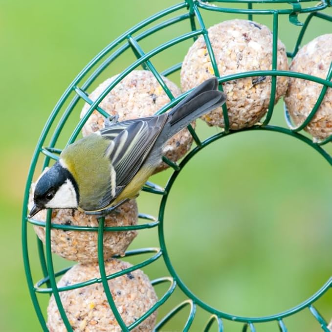 Premium Fat Balls for Wild Birds – High Energy & Protein Feed | Garden Bird Food | All-Season Fat Balls for Robins, Finches, Blackbirds | Fresh & Nutritious