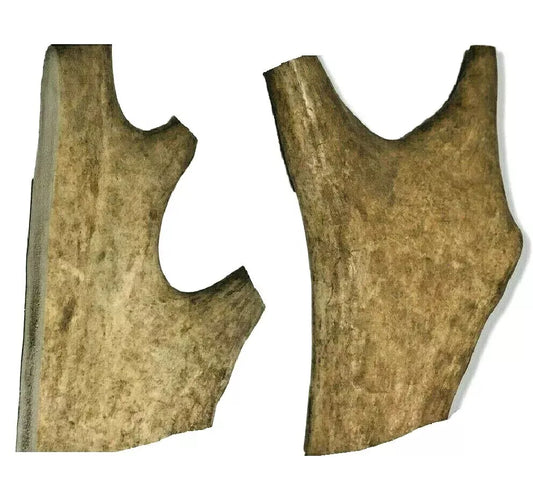 Large Fallow Antlers