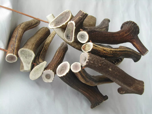 Natural Deer Antlers XL