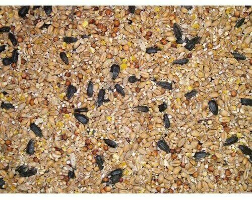 Super Pet Store Wild Bird Food