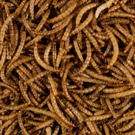 Dried Mealworms, Wild Bird Food, Koi, Great Quality 12.55kg